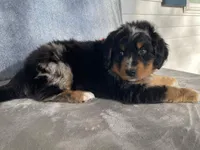 Lightning, a male Bernedoodle for sale in Fennimore, WI – Photo 3 of 10