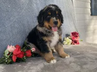 Lightning, a male Bernedoodle for sale in Fennimore, WI – Photo 8 of 10