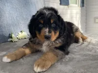 Lightning, a male Bernedoodle for sale in Fennimore, WI – Photo 2 of 10