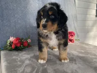 Lightning, a male Bernedoodle for sale in Fennimore, WI – Photo 9 of 10