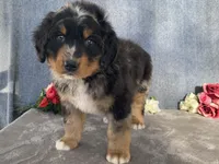 Lightning, a male Bernedoodle for sale in Fennimore, WI – Photo 6 of 10