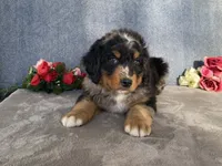 Lightning, a male Bernedoodle for sale in Fennimore, WI – Photo 10 of 10