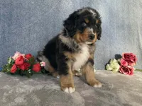 Lightning, a male Bernedoodle for sale in Fennimore, WI – Photo 7 of 10