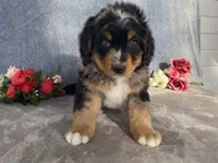Lightning, a male Bernedoodle for sale in Fennimore, WI – Photo 5 of 10