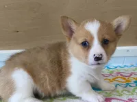 Roxie, a female Pembroke Welsh Corgi for sale in Fennimore, WI – 4 of 10