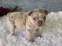 Franky, a male Frenchton for sale in Fennimore, WI – 5 of 10