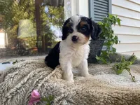 poppy, a male Cavapoo for sale in Fennimore, WI – 8 of 10