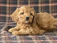 Anne, a female Cavapoo for sale in Fennimore, WI – Photo 4 of 9