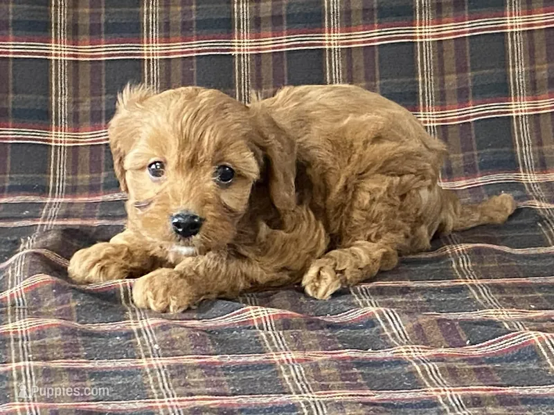 Anne – Cavapoo puppy for sale in Fennimore, WI