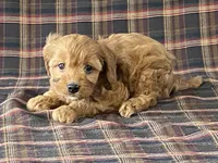 Anne, a female Cavapoo for sale in Fennimore, WI – Photo 1 of 9