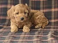Anne, a female Cavapoo for sale in Fennimore, WI – Photo 6 of 9