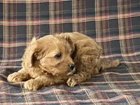 Anne, a female Cavapoo for sale in Fennimore, WI – Photo 2 of 9