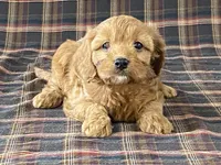 Anne, a female Cavapoo for sale in Fennimore, WI – Photo 7 of 9