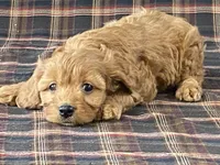 Anne, a female Cavapoo for sale in Fennimore, WI – Photo 8 of 9