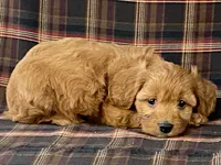 Anne, a female Cavapoo for sale in Fennimore, WI – Photo 9 of 9
