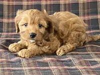 Anne, a female Cavapoo for sale in Fennimore, WI – Photo 3 of 9