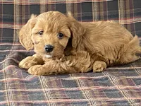 Anne, a female Cavapoo for sale in Fennimore, WI – Photo 5 of 9