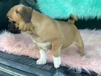 Tess, a female French Bulldog and Pug for sale in Fennimore, WI – 4 of 8