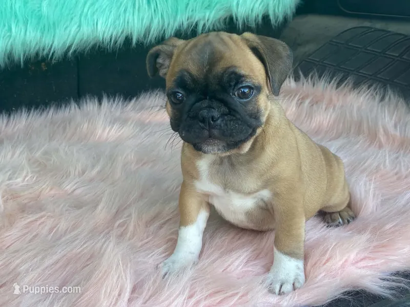 Tess – French Bulldog, Pug puppy for sale in Fennimore, WI