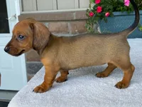 Twix, a female Dachshund for sale in Fennimore, WI – 7 of 10