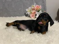 Chocolate chip, a male Dachshund for sale in Fennimore, WI – Photo 10 of 10