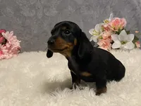 Chocolate chip, a male Dachshund for sale in Fennimore, WI – Photo 4 of 10