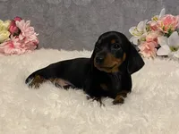 Chocolate chip, a male Dachshund for sale in Fennimore, WI – Photo 2 of 10