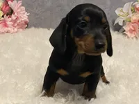 Chocolate chip, a male Dachshund for sale in Fennimore, WI – Photo 6 of 10