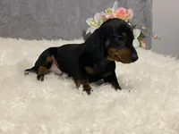 Chocolate chip, a male Dachshund for sale in Fennimore, WI – Photo 5 of 10