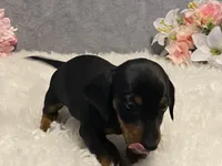 Chocolate chip, a male Dachshund for sale in Fennimore, WI – Photo 7 of 10