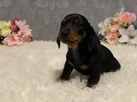 Chocolate chip, a male Dachshund for sale in Fennimore, WI – Photo 3 of 10