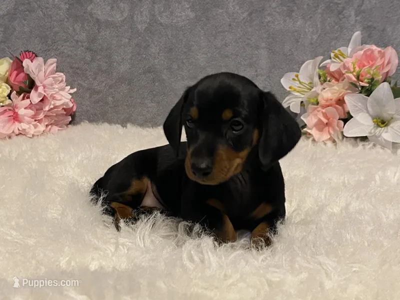 Chocolate chip – Dachshund puppy for sale in Fennimore, WI