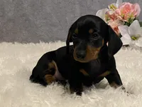 Chocolate chip, a male Dachshund for sale in Fennimore, WI – Photo 9 of 10