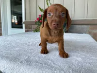 Starburst, a female Dachshund for sale in Fennimore, WI – 9 of 10