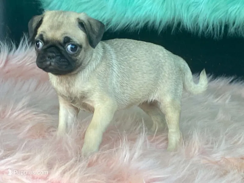 Tiny – Pug puppy for sale in Fennimore, WI