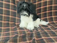 Lex, a male Bichon Frise and Shih Tzu for sale in Fennimore, WI – 10 of 10