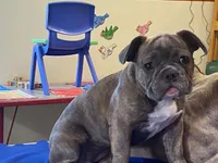 Fancy, a female French Bulldog for sale in Fennimore, WI – 9 of 10