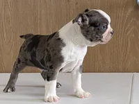 Checkers, a male Boston Terrier for sale in Fennimore, WI – Photo 4 of 9