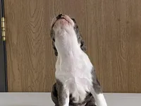 Checkers, a male Boston Terrier for sale in Fennimore, WI – Photo 5 of 9