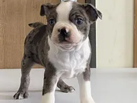 Checkers, a male Boston Terrier for sale in Fennimore, WI – Photo 6 of 9