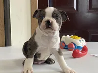 Checkers, a male Boston Terrier for sale in Fennimore, WI – Photo 1 of 9