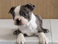 Checkers, a male Boston Terrier for sale in Fennimore, WI – Photo 3 of 9