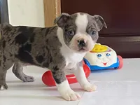 Checkers, a male Boston Terrier for sale in Fennimore, WI – Photo 7 of 9