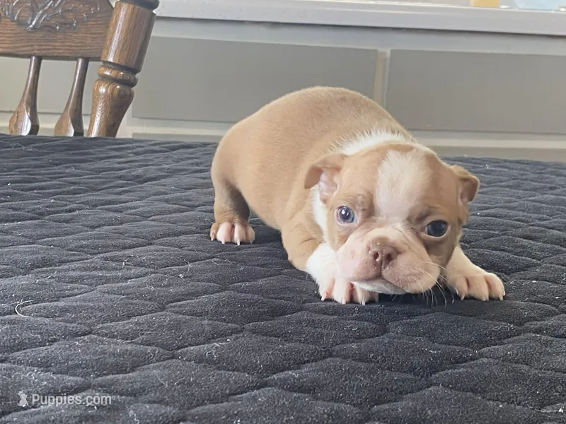 Pumpkin – Boston Terrier puppy for sale in Fennimore, WI