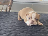 Pumpkin, a male Boston Terrier for sale in Fennimore, WI – Photo 1 of 10