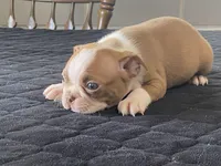 Pumpkin, a male Boston Terrier for sale in Fennimore, WI – Photo 8 of 10