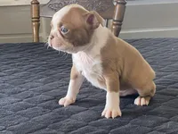 Pumpkin, a male Boston Terrier for sale in Fennimore, WI – Photo 10 of 10