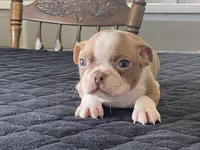 Pumpkin, a male Boston Terrier for sale in Fennimore, WI – Photo 4 of 10