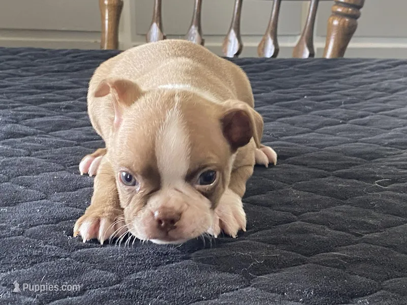 Pumpkin – Boston Terrier puppy for sale in Fennimore, WI
