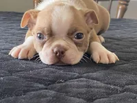 Pumpkin, a male Boston Terrier for sale in Fennimore, WI – Photo 6 of 10